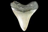 Fossil Megalodon Tooth - North Carolina #99334-2
